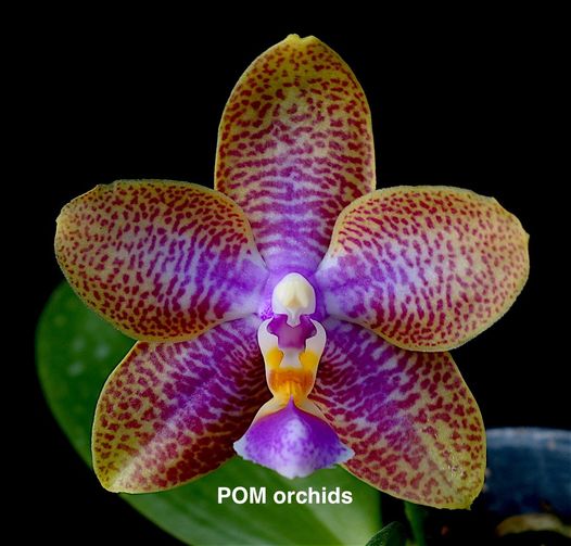 Phal (Joy Fairy Tale x LD's Bear Queen 'POM3') - Dr. Bill's Orchids, LLC