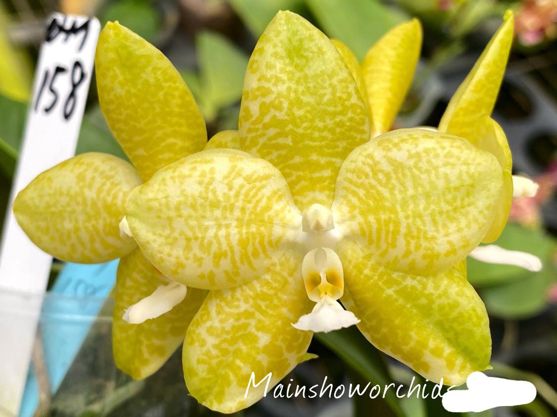 Phal (Lyndon Ever Emerald 'Mituo #1' x gigantea alba) - Dr. Bill's Orchids, LLC