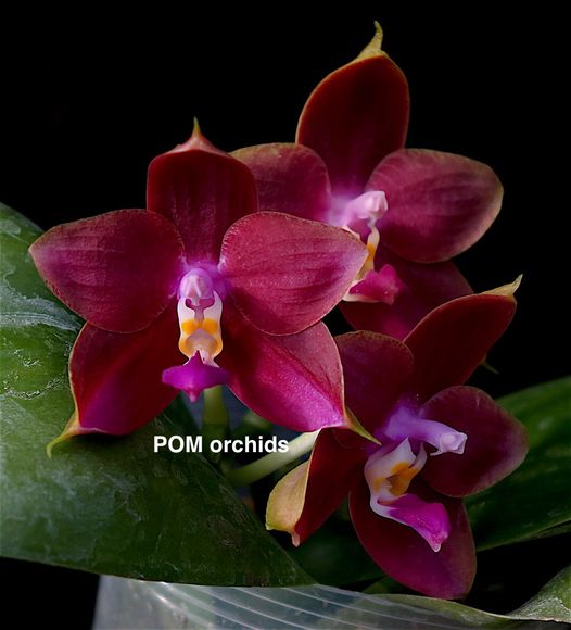 Phal LD's Bear King 'RK3' - Dr. Bill's Orchids, LLC