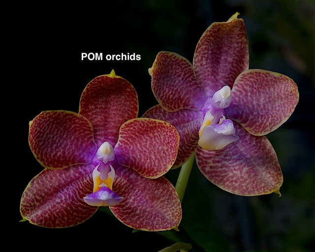 Phal (Joy Fairy Tale x LD's Bear Queen 'POM3') - Dr. Bill's Orchids, LLC