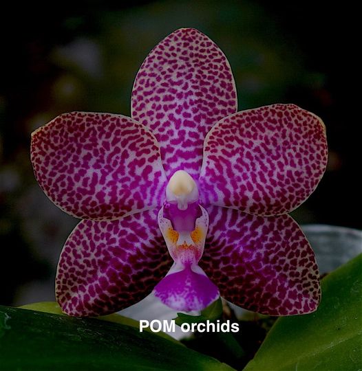 Phal (Joy Fairy Tale x LD's Bear Queen 'POM3') - Dr. Bill's Orchids, LLC