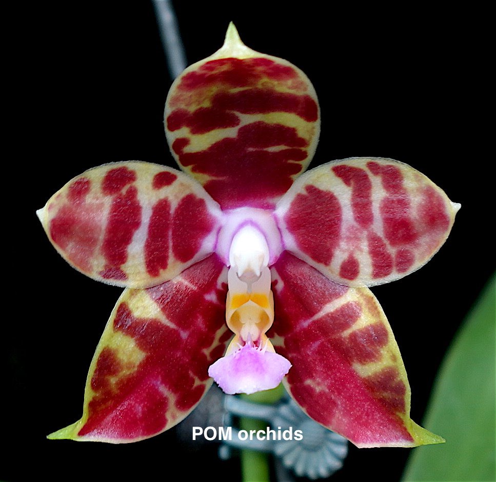 POM1721 Phal. Yin's Dot Passion ‘Tiger' - Dr. Bill's Orchids, LLC