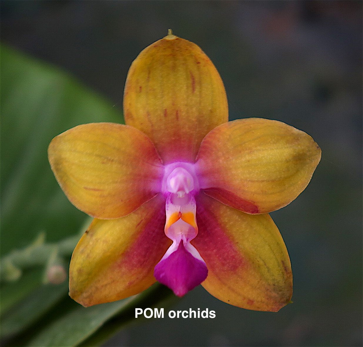 Phal LD's Bear King 'YK-7' - Dr. Bill's Orchids, LLC
