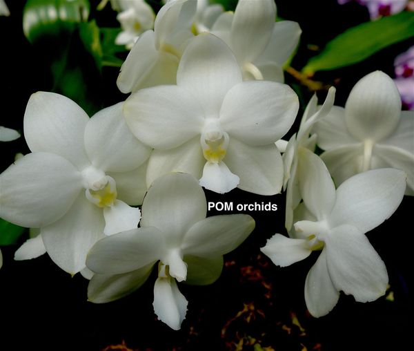 Phal Tristar Snow Princess 'Tristar' - Dr. Bill's Orchids, LLC