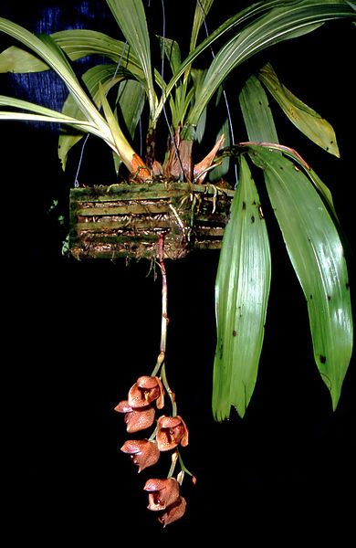 Acineta superba - Dr. Bill's Orchids, LLC