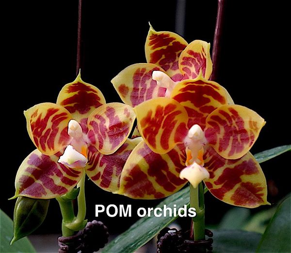 Phal Ya Yi Qin 'Miro' - Dr. Bill's Orchids, LLC