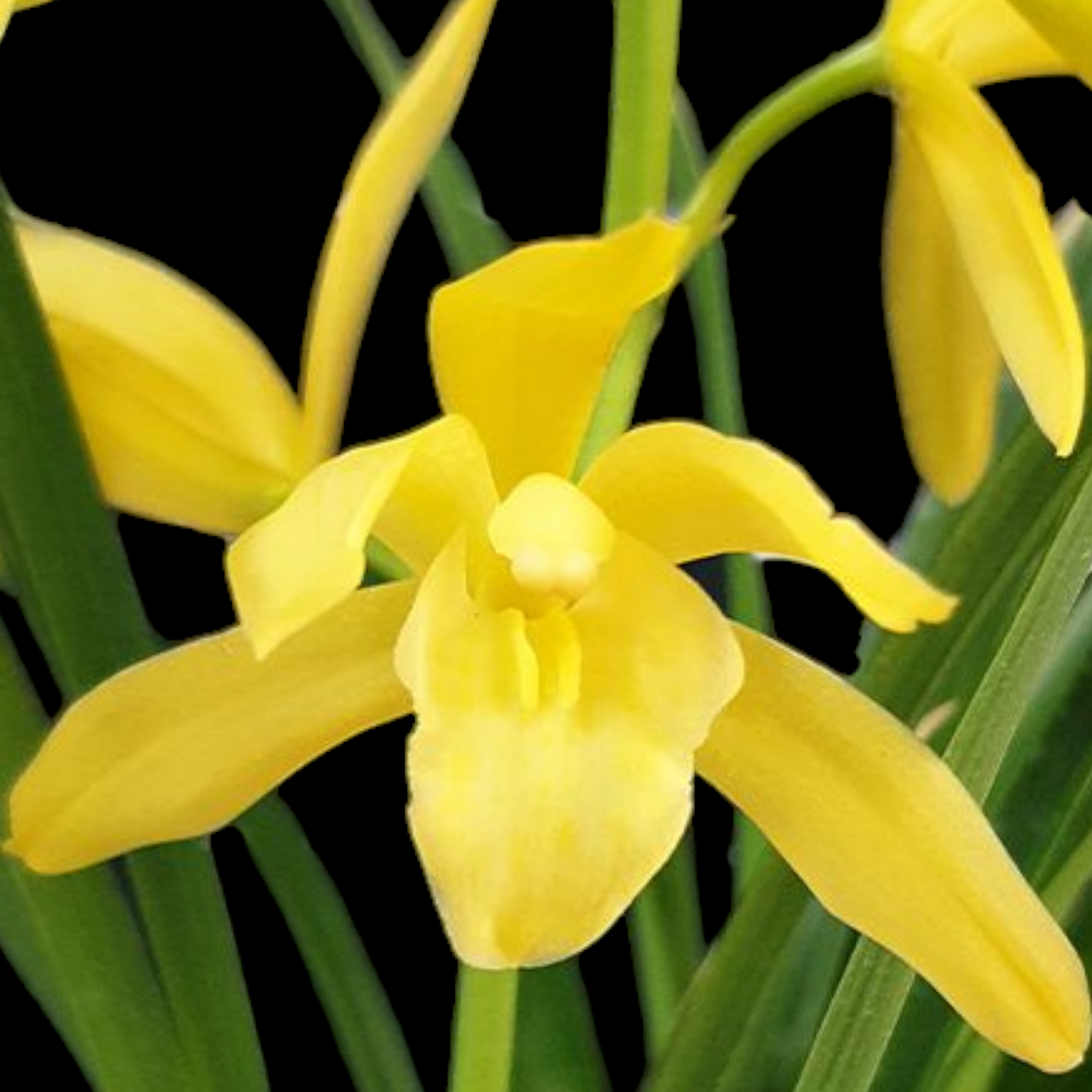 Cym. Golden Elf 'Sundust' HCC/AOS (variegated)