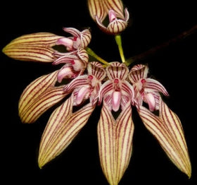 Bulbo venulosum