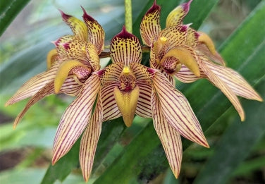 Bulbo bicolor