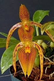 Bulbo inunctum- yellow form