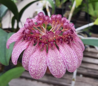 Bulbo eberhardtii