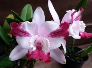 C. intermedia vinicolor (flamea bordo tradcao x flamea)