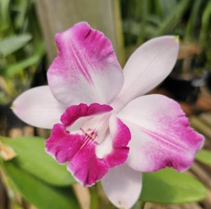 C. intermedia vinicolor