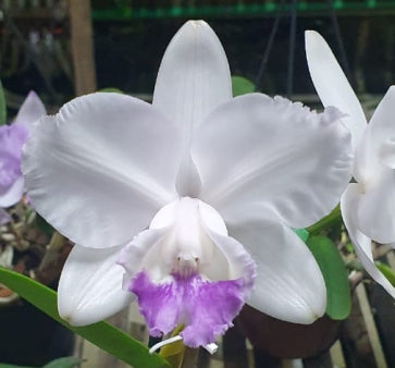 C. intermedia (concolor tradicao x blue tradicao)
