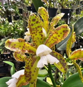 Cattleya leopoldii (tigrina) Cetro De Esmeraldas