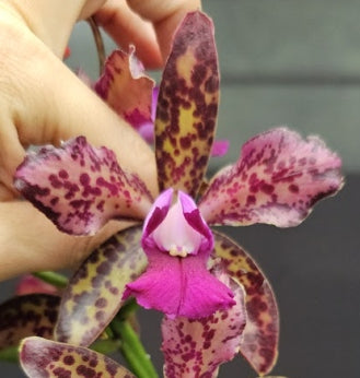 Cattleya leopoldii (tigrina) 'BIG SPOTS' OT 251287