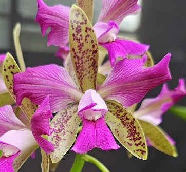Cattleya leopoldii (tigrina) 'CARAMELO TRILABELO' OT 251290