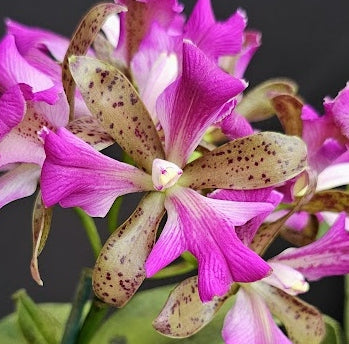 Cattleya leopoldii (tigrina) 'TRILIPS BIRD' OT 251291