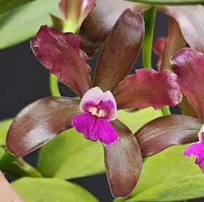 Cattleya leopoldii (tigrina) 'DARK BROWN' OT 2512102