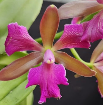 Cattleya leopoldii (tigrina) 'IMACULATA TRLABELO' OT 2512110