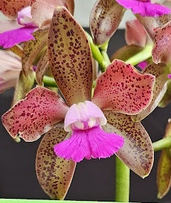 Cattleya leopoldii (tigrina) 'TIPO 4N' OT 2512121