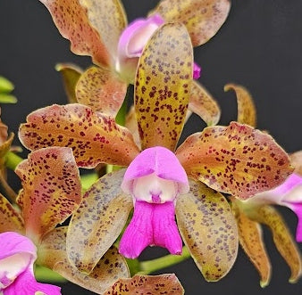 Cattleya leopoldii (tigrina) 'CARAMELO' OT 2512137