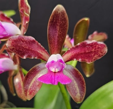 Cattleya leopoldii (tigrina) SELECTED OT 2512149