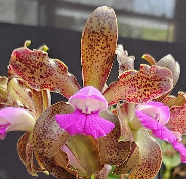 Cattleya leopoldii (tigrina) 'CARAMELO 4N' OT 2512192