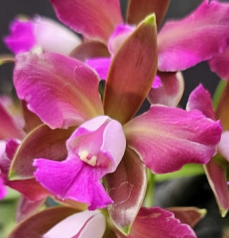 Cattleya leopoldii (tigrina) 'IMACULATA FLAMEO' OT 2512156
