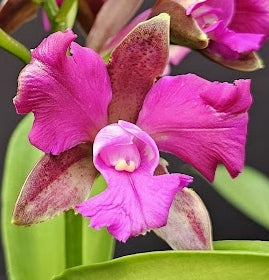 Cattleya leopoldii (tigrina) SELECT OT 2512158