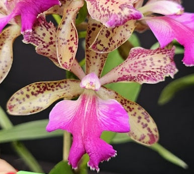 Cattleya leopoldii (tigrina) SELECT OT 2512162