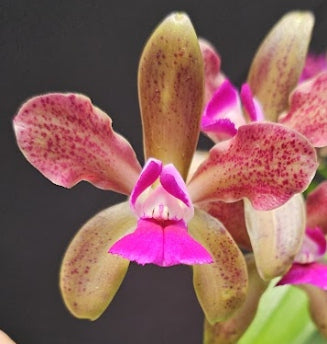 Cattleya leopoldii (tigrina) SELECT OT 2512171