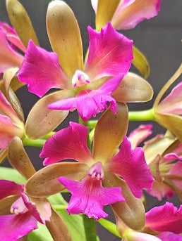 Cattleya leopoldii (tigrina) SELECT OT 2512177