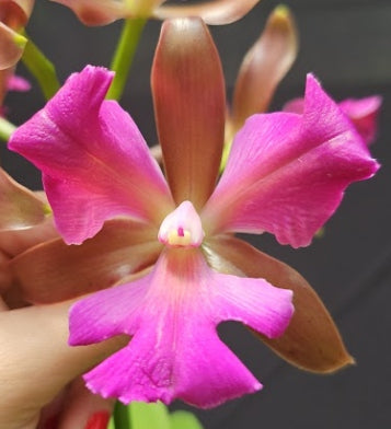 Cattleya leopoldii (tigrina) SELECT OT 2512179