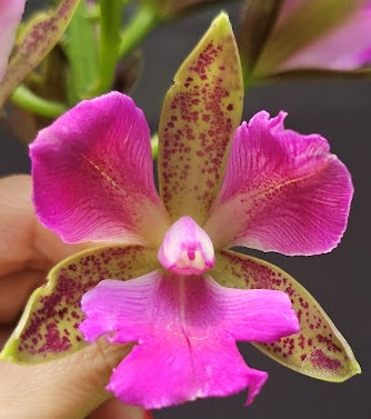 Cattleya leopoldii (tigrina) SELECT OT 2512180
