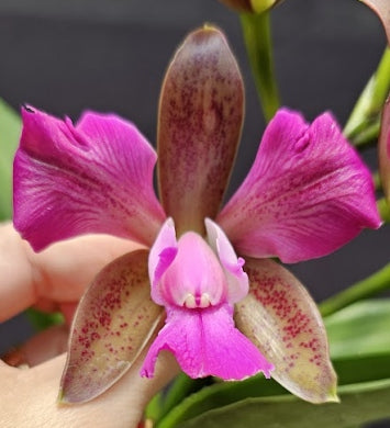 Cattleya leopoldii (tigrina) SELECT OT 2512181
