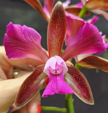 Cattleya leopoldii (tigrina) SELECT OT 2512182