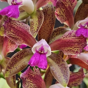 Cattleya leopoldii (tigrina) SELECT OT 2512191