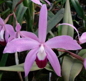 L. perrinii tipo tradicao x self