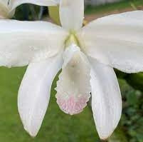 L. perrinii carnea x self