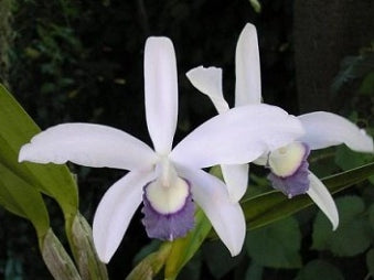 L. perrinii coerulea x self