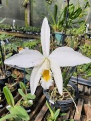 L. jongheana alba