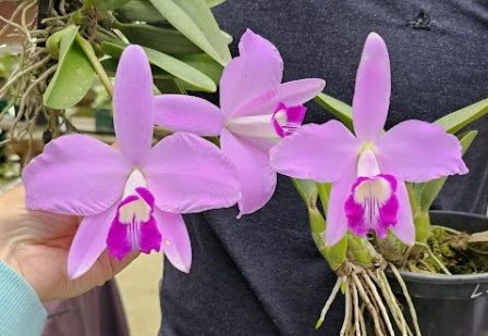 L. sincorana