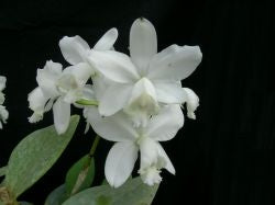 Cattleya loddigesii alba
