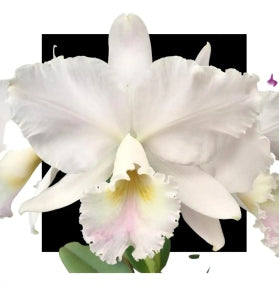 Cattleya labiata amesiana tradicao x self