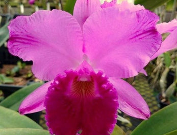 Cattleya labiata splash x sib