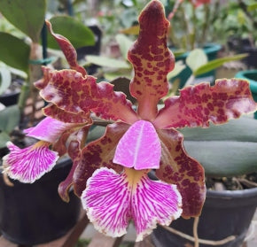 Cattleya schilleriana