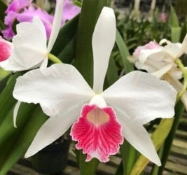 Cattleya purpurata carnea 'Cherry' x self