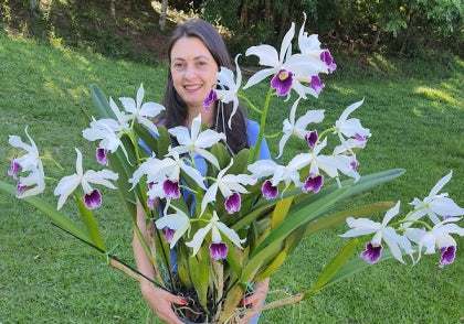 Cattleya purpurata 'roxo violeta'
