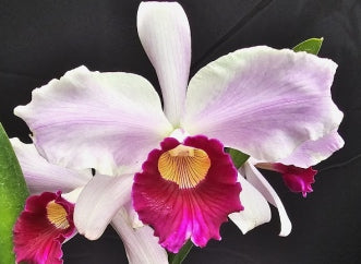 Cattleya purpurata 'tipo rosada'